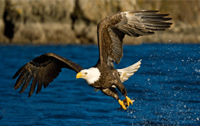 The Vulture & The Eagle: A Sales Parable