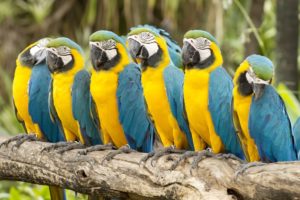 The Parrot Effect